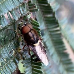 Odontomyia hunteri at Mount Ainslie - 7 Dec 2023