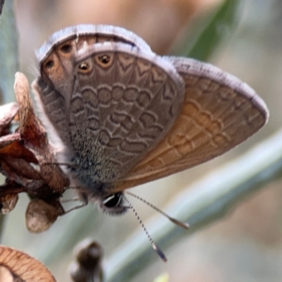 Nacaduba biocellata (Two-spotted Line-Blue) at Ainslie, ACT - 7 Dec 2023 by Hejor1