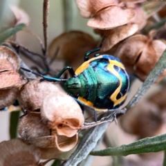 Scutiphora pedicellata (Metallic Jewel Bug) at Mount Ainslie - 7 Dec 2023 by Hejor1