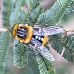 Scaptia (Scaptia) auriflua (A flower-feeding march fly) at Ainslie, ACT - 7 Dec 2023 by Hejor1