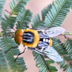 Scaptia (Scaptia) auriflua at Mount Ainslie - 7 Dec 2023