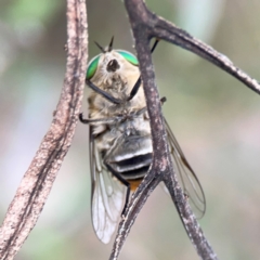 Scaptia (Scaptia) auriflua at Mount Ainslie - 7 Dec 2023 03:34 PM