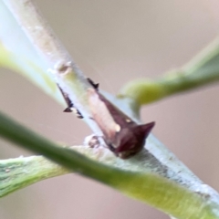 Pogonella minutus (Tiny two-spined treehopper) at Ainslie, ACT - 7 Dec 2023 by Hejor1