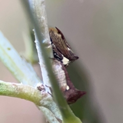 Pogonella minutus at Mount Ainslie - 7 Dec 2023