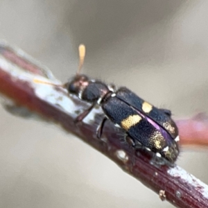 Eleale pulchra at Mount Ainslie - 7 Dec 2023 03:31 PM