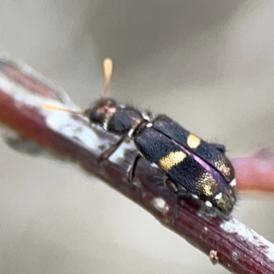 Eleale pulchra (Clerid beetle) at Ainslie, ACT - 7 Dec 2023 by Hejor1