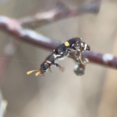 Eleale pulchra at Mount Ainslie - 7 Dec 2023