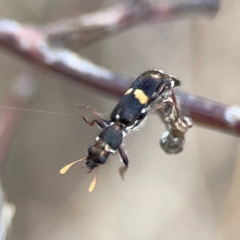 Eleale pulchra at Mount Ainslie - 7 Dec 2023 03:31 PM