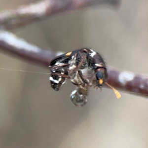 Eleale pulchra at Mount Ainslie - 7 Dec 2023