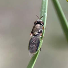 Odontomyia opertanea (A soldier fly) at Mount Ainslie - 7 Dec 2023 by Hejor1