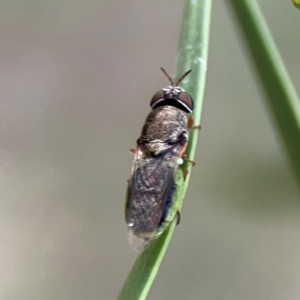 Odontomyia opertanea at Mount Ainslie - 7 Dec 2023
