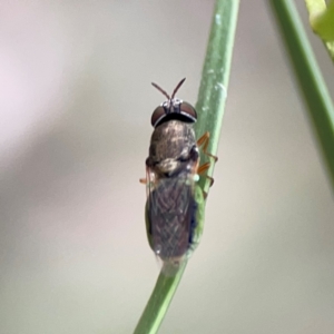 Odontomyia opertanea at Mount Ainslie - 7 Dec 2023 03:30 PM