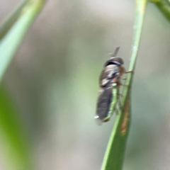 Odontomyia opertanea at Mount Ainslie - 7 Dec 2023