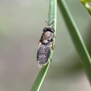 Odontomyia opertanea at Mount Ainslie - 7 Dec 2023 03:30 PM