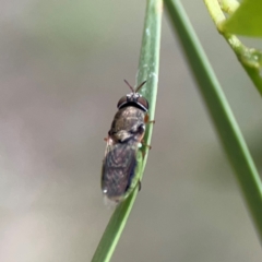 Odontomyia opertanea at Mount Ainslie - 7 Dec 2023 03:30 PM