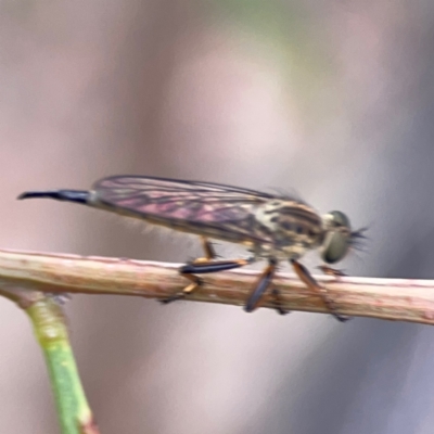 Unidentified Robber fly (Asilidae) at Ainslie, ACT - 7 Dec 2023 by Hejor1