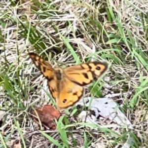 Heteronympha merope at Mount Ainslie - 7 Dec 2023 03:05 PM