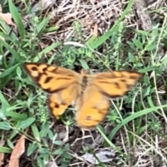 Heteronympha merope at Mount Ainslie - 7 Dec 2023 03:05 PM