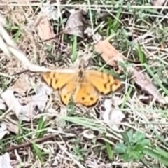 Heteronympha merope at Mount Ainslie - 7 Dec 2023 03:05 PM