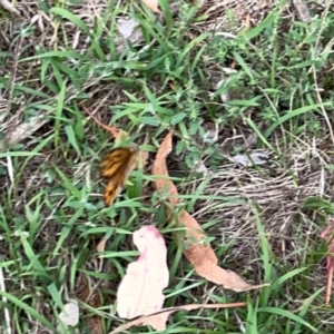 Heteronympha merope at Mount Ainslie - 7 Dec 2023 03:05 PM