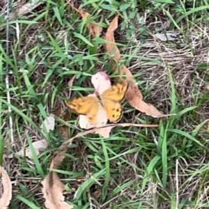 Heteronympha merope at Mount Ainslie - 7 Dec 2023 03:05 PM