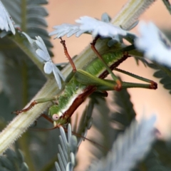 Conocephalomima barameda (False Meadow Katydid, Barameda) at Mount Ainslie - 7 Dec 2023 by Hejor1