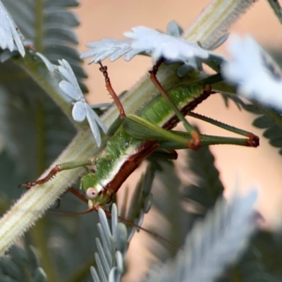 Conocephalomima barameda (False Meadow Katydid, Barameda) at Ainslie, ACT - 7 Dec 2023 by Hejor1