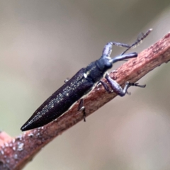 Rhinotia sp. (genus) (Unidentified Rhinotia weevil) at Majura, ACT - 7 Dec 2023 by Hejor1