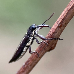 Rhinotia sp. (genus) at Mount Ainslie - 7 Dec 2023