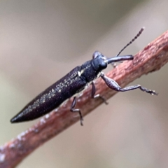 Rhinotia sp. (genus) at Mount Ainslie - 7 Dec 2023 03:04 PM