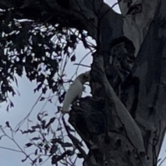 Cacatua sanguinea (Little Corella) at Mount Ainslie - 7 Dec 2023 by Hejor1