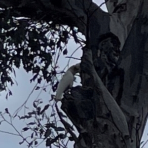 Cacatua sanguinea at Ainslie, ACT - 7 Dec 2023 03:01 PM