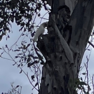 Cacatua sanguinea at Ainslie, ACT - 7 Dec 2023