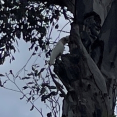 Cacatua sanguinea at Ainslie, ACT - 7 Dec 2023 03:01 PM