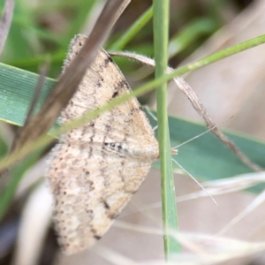 Scopula rubraria at Mount Ainslie - 7 Dec 2023 03:03 PM