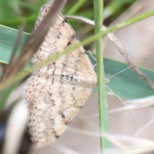 Scopula rubraria at Mount Ainslie - 7 Dec 2023 03:03 PM