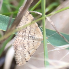 Scopula rubraria at Mount Ainslie - 7 Dec 2023