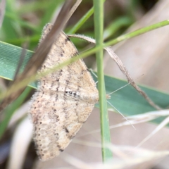 Scopula rubraria at Mount Ainslie - 7 Dec 2023 03:03 PM