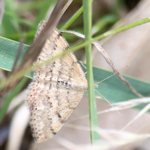 Scopula rubraria at Mount Ainslie - 7 Dec 2023 03:03 PM