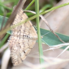 Scopula rubraria at Mount Ainslie - 7 Dec 2023