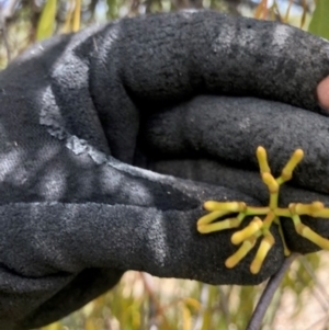 Amyema miquelii at Oakey Hill - 7 Dec 2023