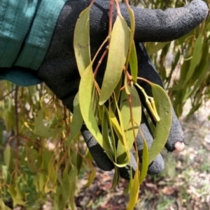 Amyema miquelii at Oakey Hill - 7 Dec 2023 12:47 PM