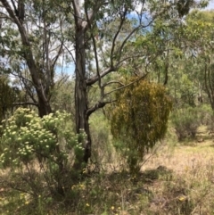 Amyema miquelii at Oakey Hill - 7 Dec 2023 12:47 PM