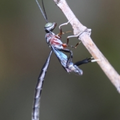 Pseudofoenus sp. (genus) (Unidentified bee-parasite wasp, burrowing bee parasite wasp) at Hughes, ACT - 7 Dec 2023 by LisaH