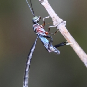 Pseudofoenus sp. (genus) at Hughes, ACT - suppressed