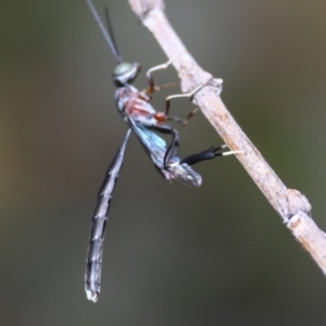 Pseudofoenus sp. (genus) at Hughes, ACT - suppressed