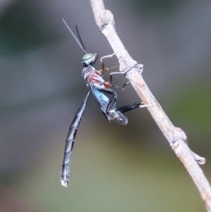 Pseudofoenus sp. (genus) at Hughes, ACT - suppressed