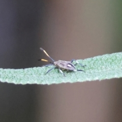 Theseus modestus (Gum tree shield bug) at Hughes, ACT - 7 Dec 2023 by LisaH