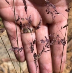 Poa sieberiana var. sieberiana (Snowgrass) at Lyons, ACT - 22 Nov 2023 by GregC