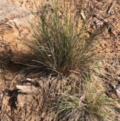 Poa sieberiana var. sieberiana at Oakey Hill - 22 Nov 2023 09:40 AM